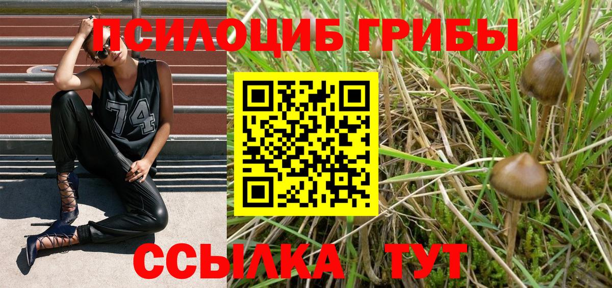 Псилоцибиновые грибы Psilocybine cubensis Россия